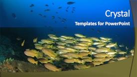  Presentation with fish ocean - Slides enhanced with fish shoal in ocean snapper background and a gray colored foreground