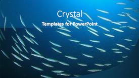  Presentation with juvenile - Colorful PPT layouts enhanced with fish shoal juvenile barracuda fish school fish in ocean backdrop and a teal colored foreground