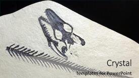  Presentation with rock stone - Beautiful presentation featuring fish skeleton - exploration opetiosaurus bucchichi fossil embedded backdrop and a light gray colored foreground