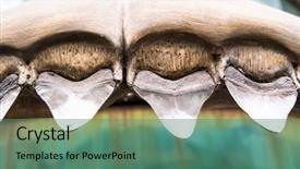  Presentation with ancient - Presentation design consisting of fish skeleton - fossilized sharp ancient shark teeth background and a  colored foreground