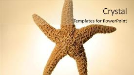  Presentation with star - Theme enhanced with fish skeleton - sea star dried background and a  colored foreground