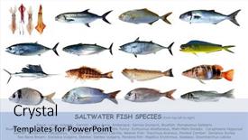  Presentation with classification - Cool new PPT theme with fish species saltwater index classification backdrop and a light blue colored foreground