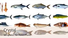  Presentation with classification - Slides enhanced with fish species saltwater index classification background and a lemonade colored foreground