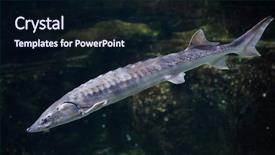  Presentation with sturgeon - PPT layouts enhanced with fish swimming - european sea sturgeon acipenser sturio background and a wine colored foreground
