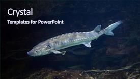  Presentation with sturgeon - Beautiful PPT theme featuring fish swimming - european sea sturgeon acipenser sturio backdrop and a wine colored foreground