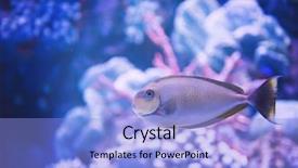  Presentation with freshwater aquarium - Beautiful theme featuring underwater photography of a fish backdrop and a light blue colored foreground