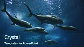 Presentation with fish aquarium - Beautiful theme featuring fish swimming in lisbon aquarium backdrop and a ocean colored foreground