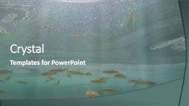  Presentation with lake fish - PPT layouts enhanced with fish swimming in plitvice lake background and a gray colored foreground