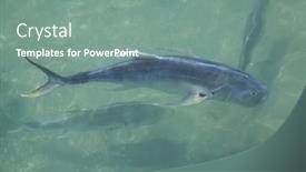  Presentation with marina - Cool new slides with fish-swimming-in-the-waters backdrop and a seafoam green colored foreground