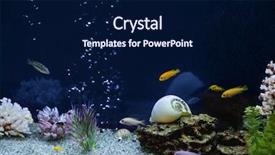  Presentation with fish aquarium - Amazing presentation theme having fish tank - aquarium backdrop and a navy blue colored foreground