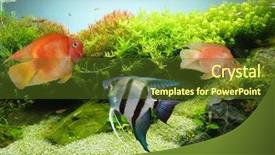  Presentation with fish aquarium - PPT layouts with fish tank - aquarium background and a tawny brown colored foreground