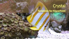  Presentation with tank - Presentation design enhanced with fish tank - beak coralfish background and a tawny brown colored foreground