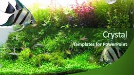  Presentation with fish aquarium - Amazing PPT layouts having fish tank - beautiful aquarium backdrop and a forest green colored foreground