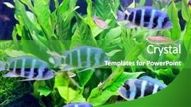  Presentation with lake fish - Slides enhanced with fish tank - colorful cichlid from lake malawi background and a shamrock green colored foreground