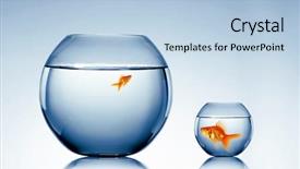  Presentation with water tank - Amazing PPT theme having fish tank - goldfish swim in an aquarium backdrop and a light blue colored foreground
