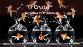  Presentation with fish aquarium - Slides consisting of fish tank - goldfishs jumps upwards background and a wine colored foreground