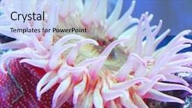  Presentation with tank - Presentation theme having fish tank - painted anemone urticina crassicornis background and a light blue colored foreground