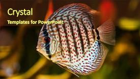  Presentation with discus fish - Colorful PPT theme enhanced with fish tank - symphysodon discus in an aquarium backdrop and a tawny brown colored foreground