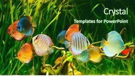  Presentation with discus fish - Beautiful slide deck featuring fish tank - symphysodon discus in an aquarium backdrop and a forest green colored foreground