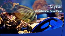  Presentation with paradise - Colorful presentation design enhanced with fish tank - underwater paradise backdrop and a ocean colored foreground