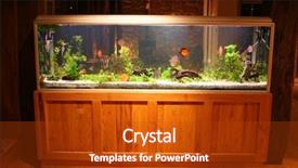  Presentation with tank - Presentation theme enhanced with fish tank at night background and a crimson colored foreground