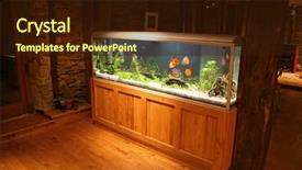  Presentation with tank - Beautiful slide set featuring fish tank during the night backdrop and a wine colored foreground