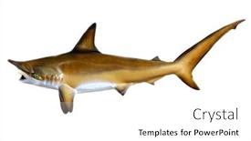  Presentation with fishing - PPT theme with fish-taxidermy-fish-isolated background and a white colored foreground