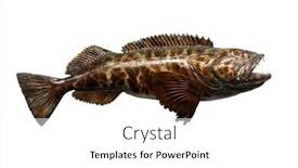  Presentation with fishing - Presentation design with fish-taxidermy-fish-isolated background and a white colored foreground