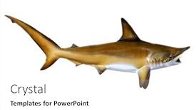  Presentation with fishing - Presentation theme featuring fish-taxidermy-fish-isolated background and a white colored foreground