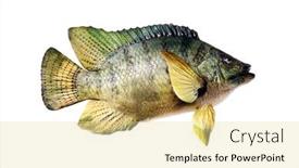  Presentation with fishing - Theme consisting of fish-taxidermy-fish-isolated background and a blonde colored foreground