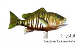  Presentation with fishing - Theme enhanced with fish-taxidermy-fish-isolated background and a white colored foreground