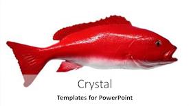  Presentation with fishing - Presentation having fish-taxidermy-fish-isolated background and a white colored foreground