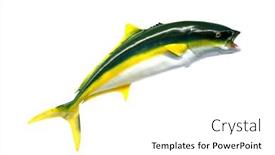  Presentation with fishing - Presentation design with fish-taxidermy-fish-isolated background and a white colored foreground