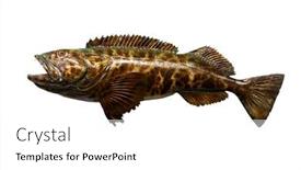  Presentation with fishing - PPT theme enhanced with fish-taxidermy-fish-isolated background and a white colored foreground