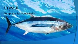  Presentation with fish tuna - Slides with fish thunnus alalunga underwater ocean background and a cyan colored foreground