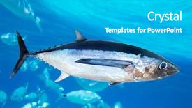  Presentation with fish tuna - Amazing PPT layouts having fish thunnus alalunga underwater ocean backdrop and a teal colored foreground