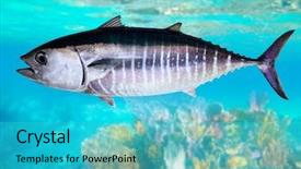  Presentation with tuna fish - Amazing PPT layouts having fish thunnus thynnus underwater swimming backdrop and a cyan colored foreground