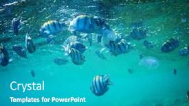  Presentation with under water - Amazing theme having fish under water backdrop and a teal colored foreground