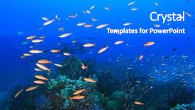  Presentation with fish ocean - Audience pleasing presentation design consisting of fish underwater in ocean backdrop and a cobalt blue colored foreground