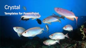 Presentation with coral reef - Beautiful slide deck featuring fish underwater on coral reef backdrop and a  colored foreground