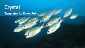  Presentation with coral reef - PPT theme with fish underwater on coral reef background and a teal colored foreground