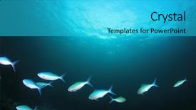  Presentation with sardines - Colorful slide deck enhanced with fish underwater school of sardines backdrop and a cyan colored foreground