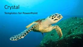  Presentation with turtle - Presentation theme having fish water - hawksbill sea turtle background and a  colored foreground