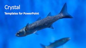  Presentation with orange and grey - Amazing theme having fish water - thicklip grey mullet chelon labrosus backdrop and a cobalt blue colored foreground