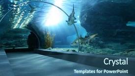  Presentation with fish aquarium - Slides with fish water - tourist in big aquarium background and a ocean colored foreground
