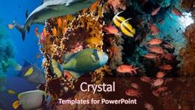  Presentation with fish net - Audience pleasing slide deck consisting of fish with net fire coral backdrop and a wine colored foreground