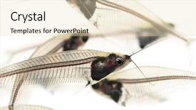  Presentation with ghost - Audience pleasing PPT theme consisting of fishbone - close-up of a ghost catfishes backdrop and a lemonade colored foreground