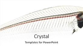  Presentation with catfish - PPT layouts consisting of fishbone - close-up of a ghost catfish's background and a white colored foreground