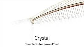  Presentation with catfish - Presentation theme having fishbone - close-up of a ghost catfish's background and a white colored foreground