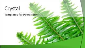  Presentation with bone fish - Presentation theme with fishbone - fish-bone or boston fern fronds background and a white colored foreground